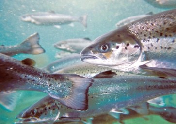 Farmed-salmon-568x402